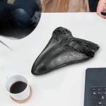 Giant Megalodon Shark Tooth for Display - 5.5 Inch