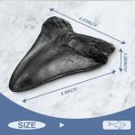 Giant Megalodon Shark Tooth for Display - 5.5 Inch