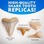 Shark Tooth Dig Kit for Kids: Fossil Fun