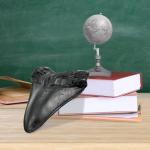 Giant Megalodon Shark Tooth for Display - 5.5 Inch