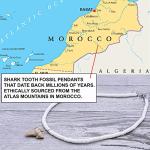 Shark Tooth Pendants for Jewelry Making, 12 Pack