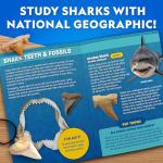 Shark Tooth Dig Kit for Kids: Fossil Fun