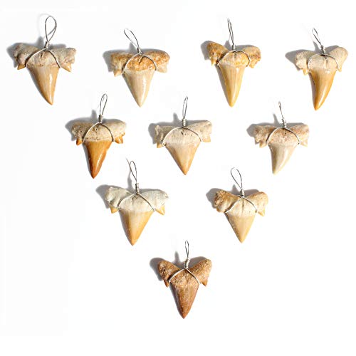 Shark Tooth Necklace Bundle - 10 Fossils