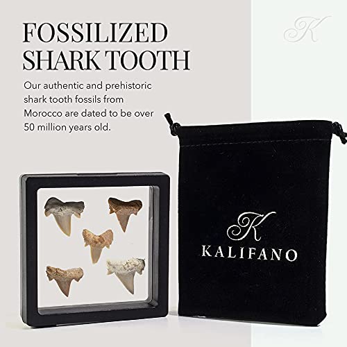 Moroccan Mini Shark Teeth (5-Pack) for Collectors & Education