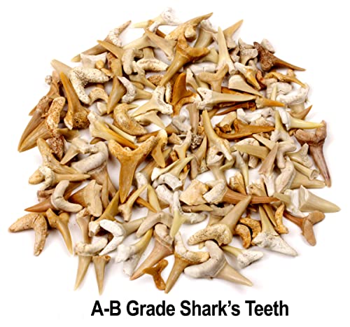 Moroccan Shark Teeth Fossils 1lb Mix