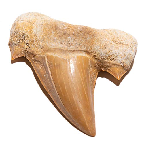 Authentic Moroccan Fossilized Prehistoric Shark Teeth
