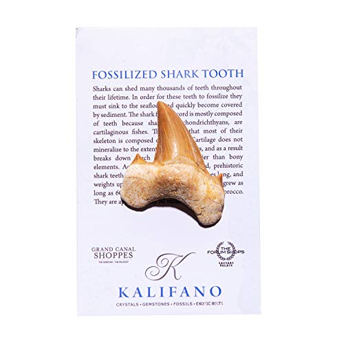 Authentic Moroccan Fossilized Prehistoric Shark Teeth