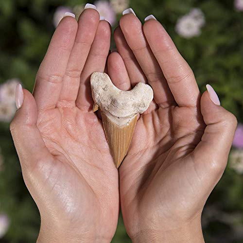 Authentic Moroccan Fossilized Prehistoric Shark Teeth