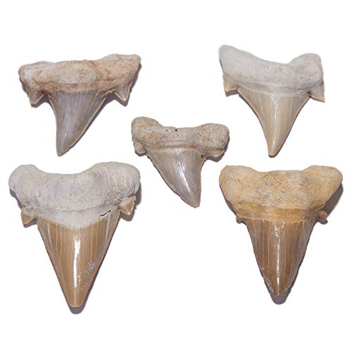 Authentic Moroccan Fossilized Prehistoric Shark Teeth