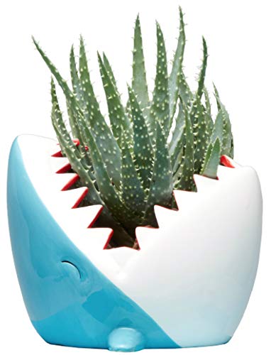 Streamline Ceramic Shark Flower Planter Pot