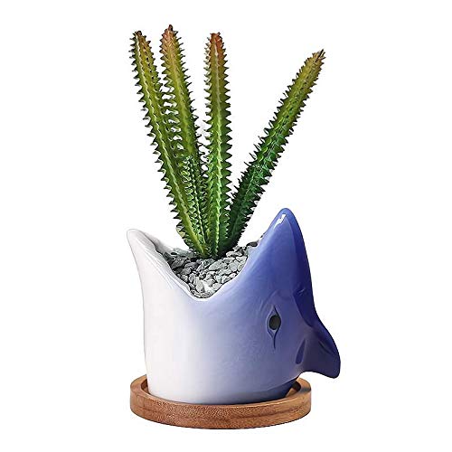 Blue Shark Succulent Planter with Bamboo Stand