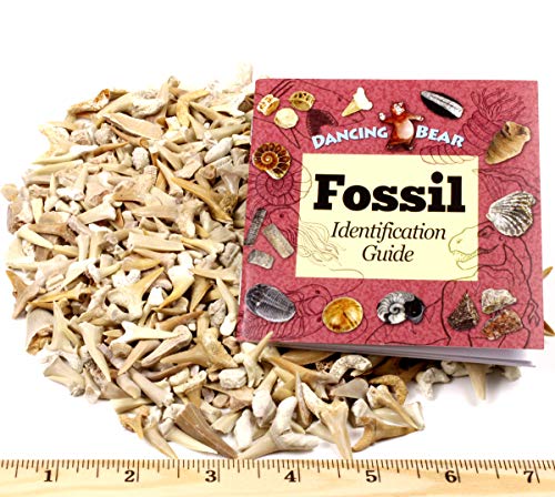 Moroccan Shark Teeth Fossils 1lb Mix