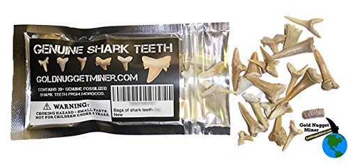 Moroccan Fossil Shark Teeth Bag