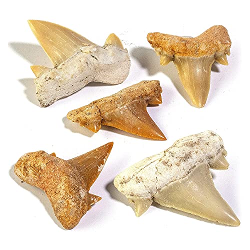 Moroccan Mini Shark Teeth (5-Pack) for Collectors & Education
