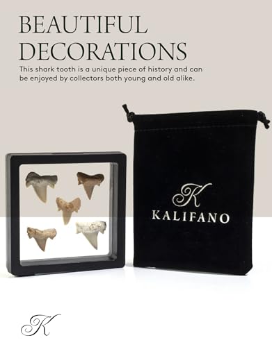 Moroccan Mini Shark Teeth (5-Pack) for Collectors & Education