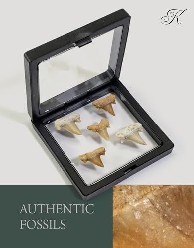 Moroccan Mini Shark Teeth (5-Pack) for Collectors & Education