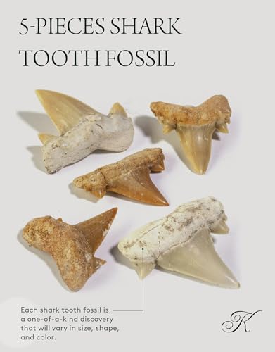 Moroccan Mini Shark Teeth (5-Pack) for Collectors & Education