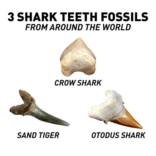 National Geographic 80473 Shark Teeth Dig Kit