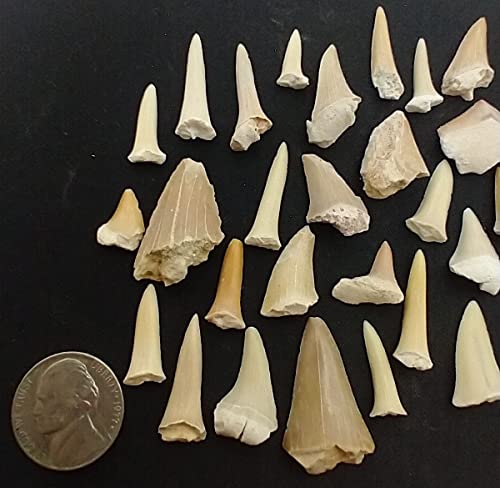 Eocene Morocco Shark Tooth - 30pcs