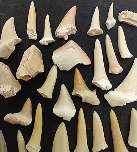 Eocene Morocco Shark Tooth - 30pcs