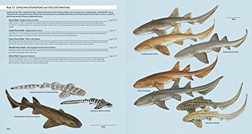 Complete Guide to Sharks Worldwide