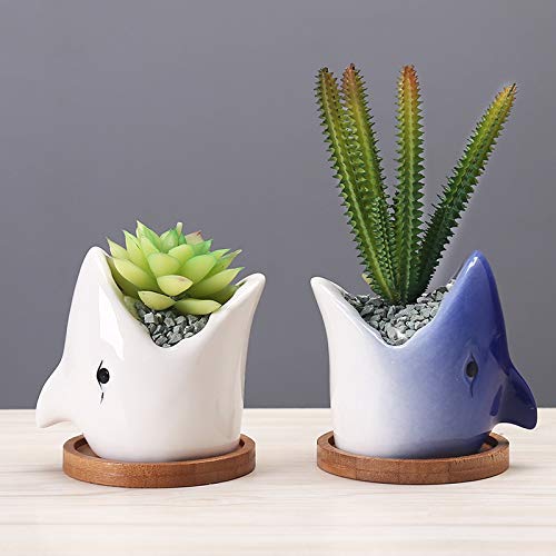 Blue Shark Succulent Planter with Bamboo Stand