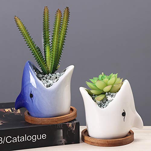 Blue Shark Succulent Planter with Bamboo Stand