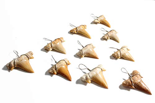 Shark Tooth Necklace Bundle - 10 Fossils