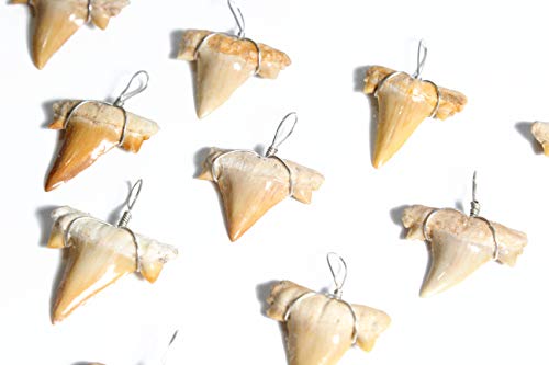 Shark Tooth Necklace Bundle - 10 Fossils
