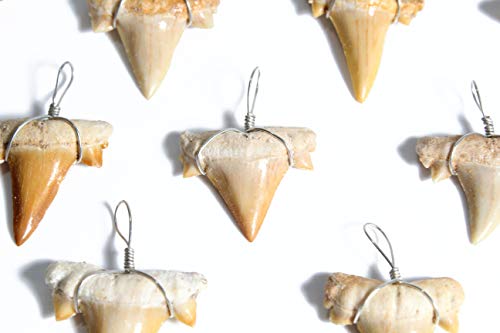 Shark Tooth Necklace Bundle - 10 Fossils