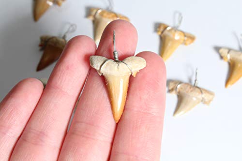 Shark Tooth Necklace Bundle - 10 Fossils