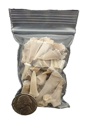 Eocene Morocco Shark Tooth - 30pcs