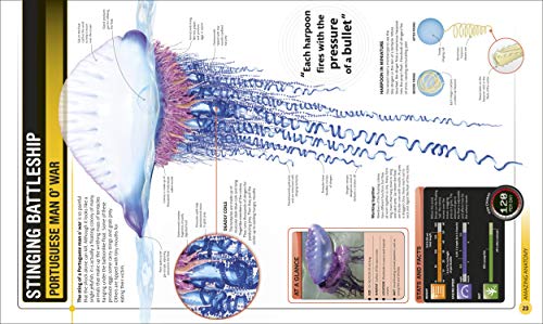 Shark Encyclopedia & Deep Sea Creatures