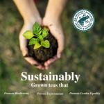 Sancha Pure Green Tea - Zero Calories 25 Bags