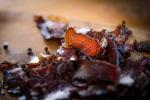High-Protein Beef Biltong Snack for Weight Loss