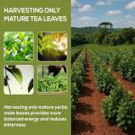 HARMONIFY Yerba Mate Extract – Energy & Metabolism Support