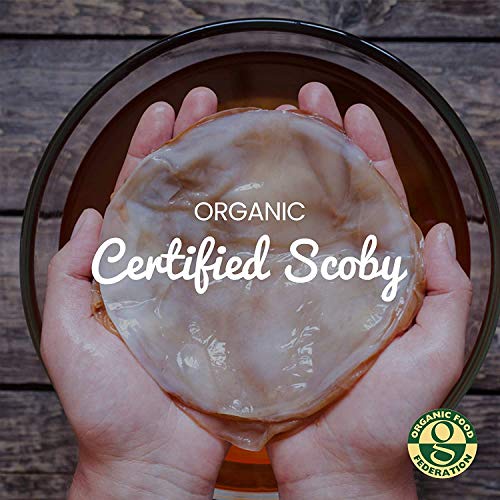 Freshly Fermented Vegan & Organic Kombucha SCOBY (2 Litre Kombucha)