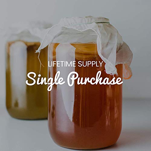 Freshly Fermented Vegan & Organic Kombucha SCOBY (2 Litre Kombucha)