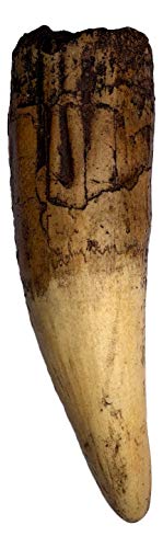 The Lobster [Blu-ray + Digital HD]