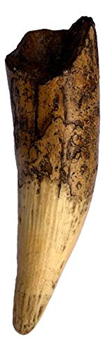 The Lobster [Blu-ray + Digital HD]