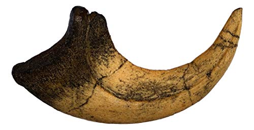 Deinonychus Raptor Claw Replica - Museum Quality