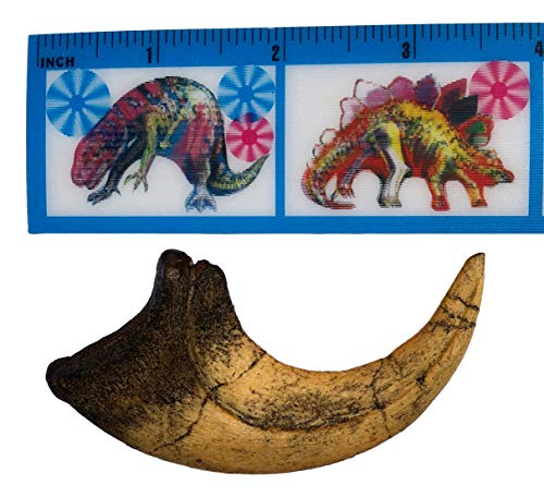 Deinonychus Raptor Claw Replica - Museum Quality