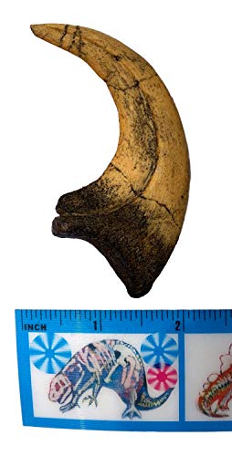 Deinonychus Raptor Claw Replica - Museum Quality