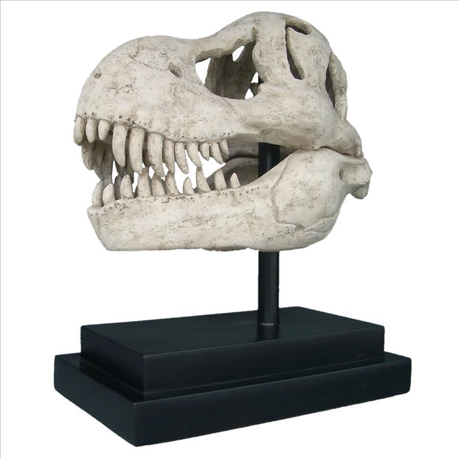 T-Rex Dinosaur Skull Replica for Display