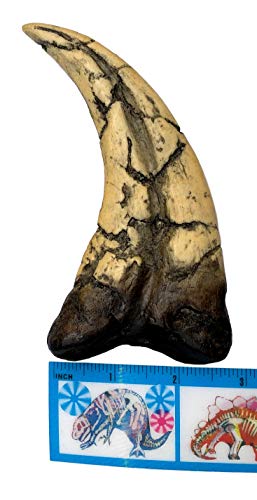 Museum-quality Utahraptor Dinosaur Claw Replica - 7