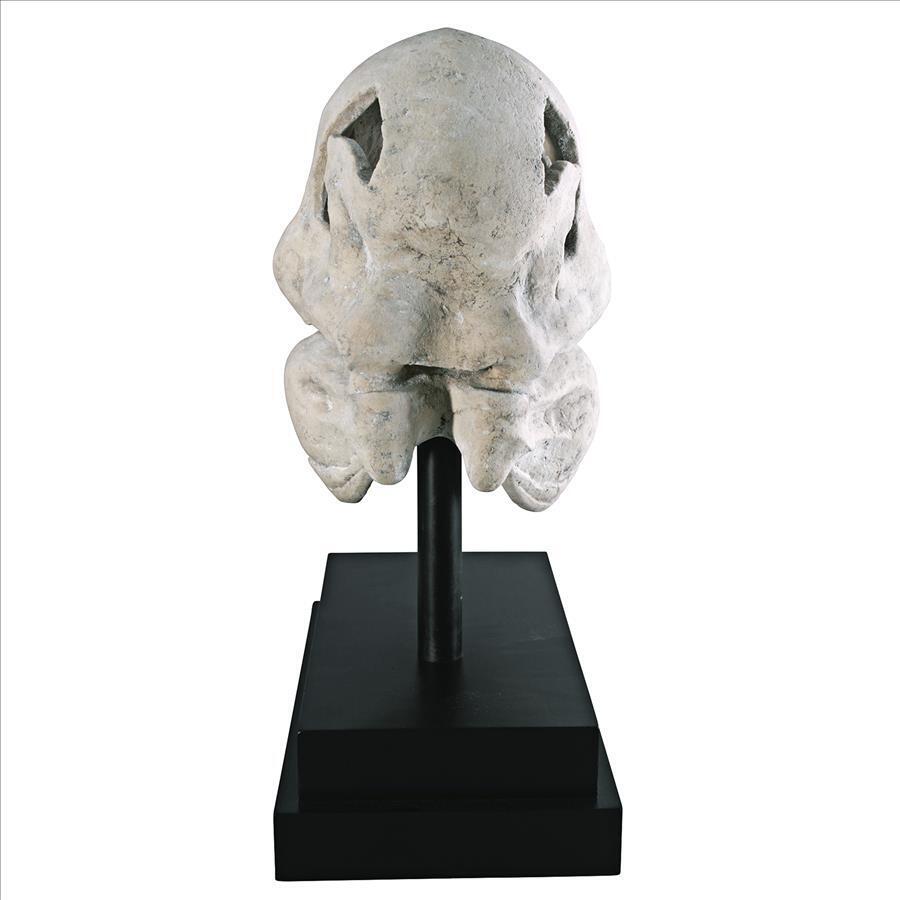 T-Rex Dinosaur Skull Replica for Display