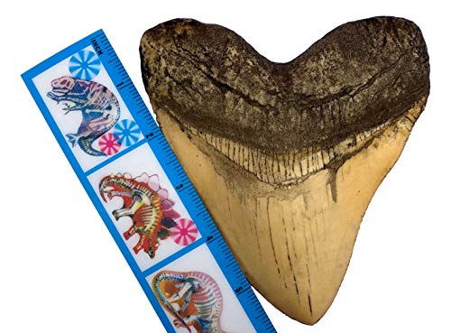 Museum Quality Ivory Megalodon Shark Tooth Replica