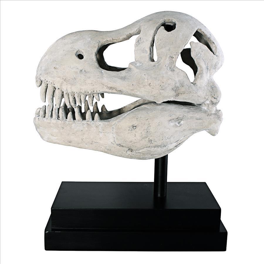 T-Rex Dinosaur Skull Replica for Display