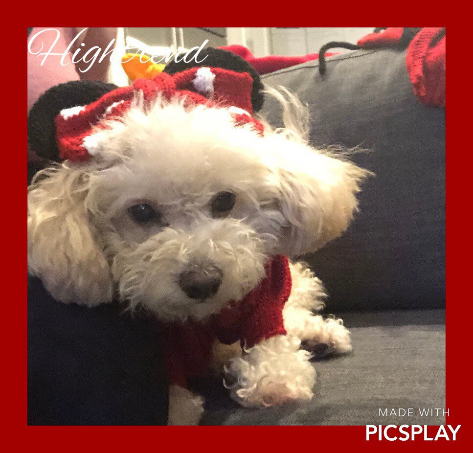 Minnie Mouse dog dress with matching ears