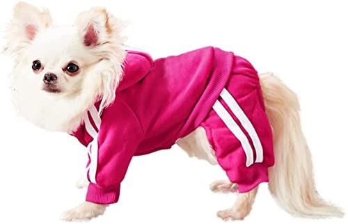 Small Puppy Dog Hoodie Outfit